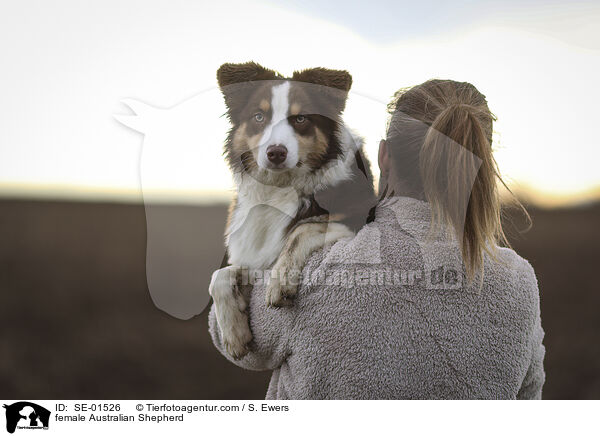 Australian Shepherd Hndin / female Australian Shepherd / SE-01526