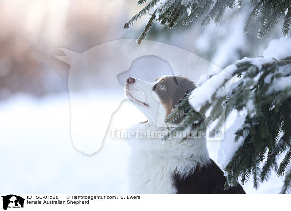 Australian Shepherd Hndin / female Australian Shepherd / SE-01528