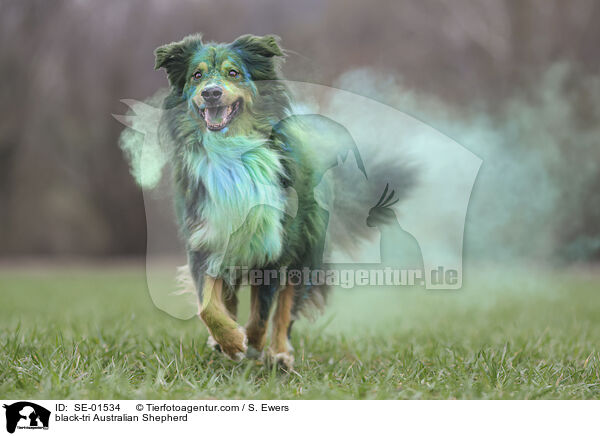 black-tri Australian Shepherd / black-tri Australian Shepherd / SE-01534