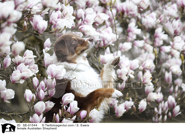 Australian Shepherd Hndin / female Australian Shepherd / SE-01544