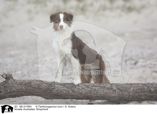 Australian Shepherd Hndin / female Australian Shepherd / SE-01564