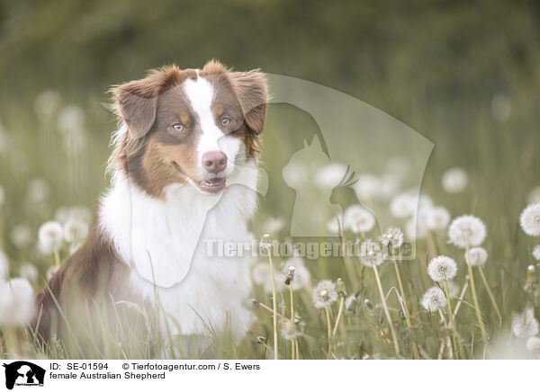 Australian Shepherd Hndin / female Australian Shepherd / SE-01594