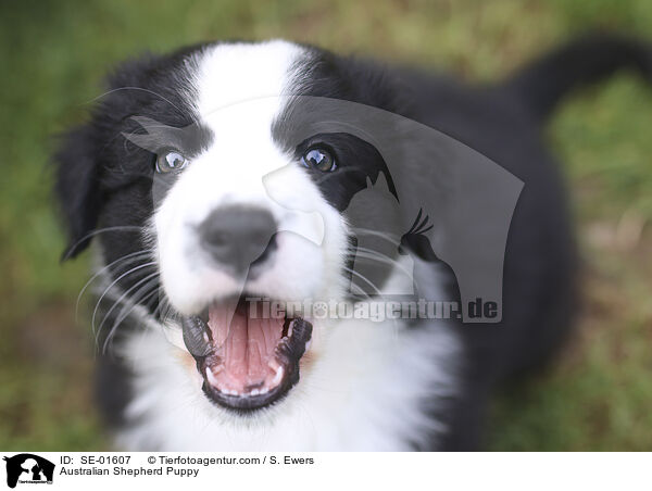 Australian Shepherd Welpe / Australian Shepherd Puppy / SE-01607