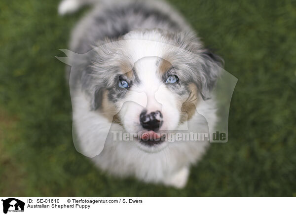 Australian Shepherd Welpe / Australian Shepherd Puppy / SE-01610