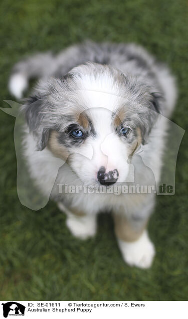 Australian Shepherd Welpe / Australian Shepherd Puppy / SE-01611