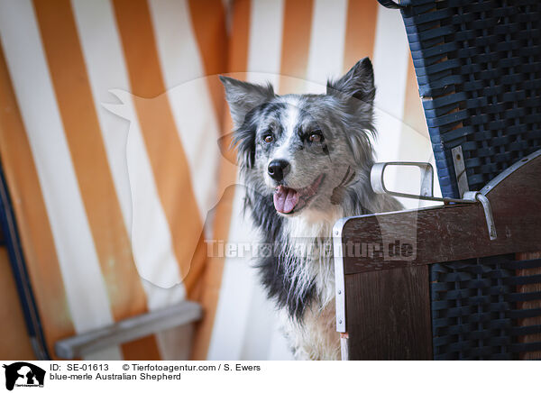 blue-merle Australian Shepherd / blue-merle Australian Shepherd / SE-01613
