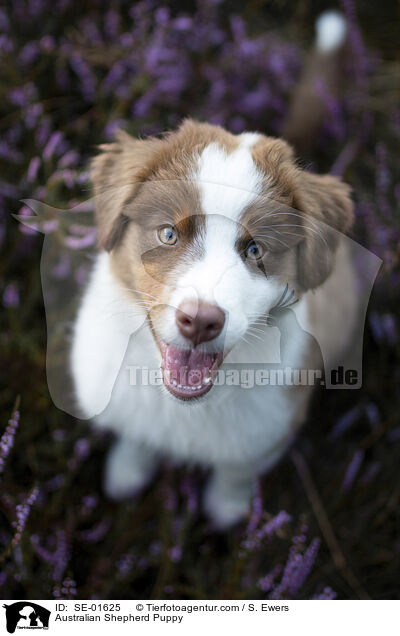 Australian Shepherd Welpe / Australian Shepherd Puppy / SE-01625
