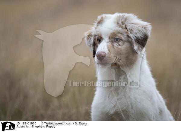 Australian Shepherd Welpe / Australian Shepherd Puppy / SE-01635