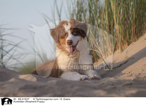 Australian Shepherd Welpe / Australian Shepherd Puppy / SE-01637