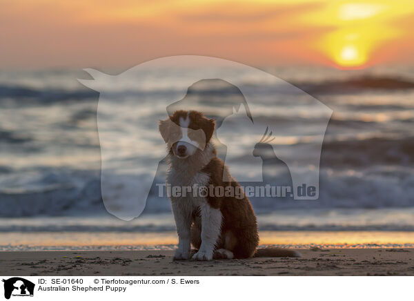 Australian Shepherd Welpe / Australian Shepherd Puppy / SE-01640