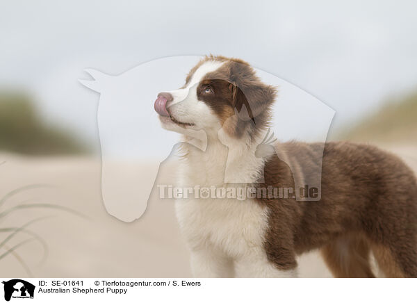Australian Shepherd Welpe / Australian Shepherd Puppy / SE-01641