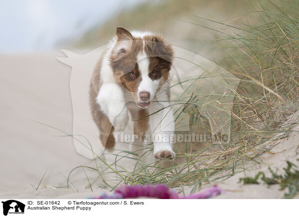 Australian Shepherd Welpe / Australian Shepherd Puppy / SE-01642