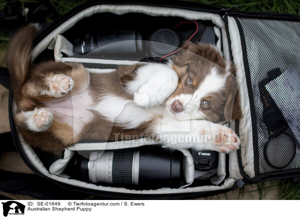 Australian Shepherd Welpe / Australian Shepherd Puppy / SE-01649