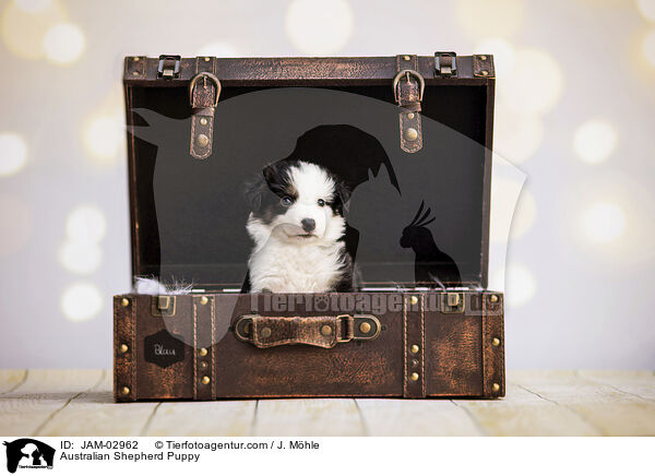 Australian Shepherd Welpe / Australian Shepherd Puppy / JAM-02962