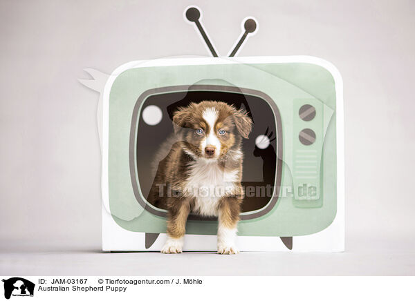 Australian Shepherd Welpe / Australian Shepherd Puppy / JAM-03167