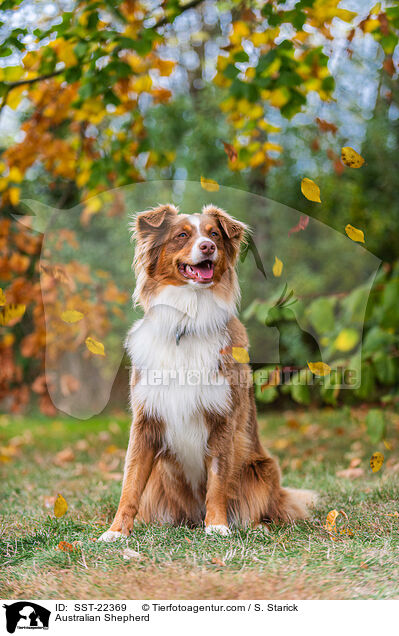 Australian Shepherd / Australian Shepherd / SST-22369