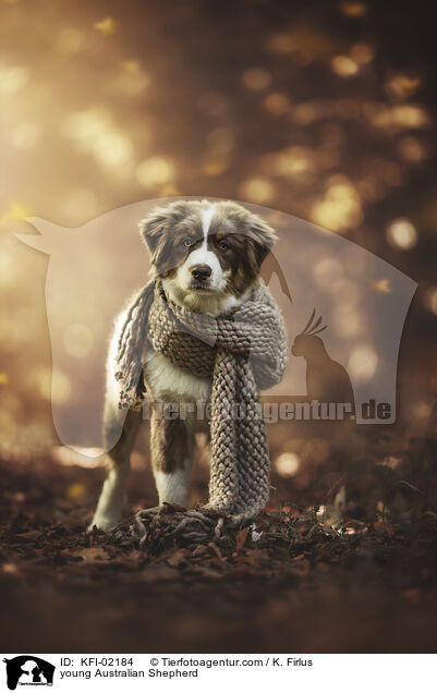 junger Australian Shepherd / young Australian Shepherd / KFI-02184