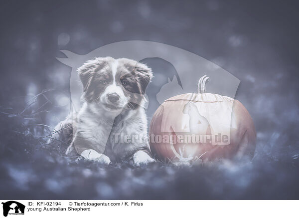 young Australian Shepherd / KFI-02194