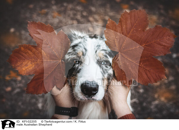 Australian Shepherd Rde / male Australian Shepherd / KFI-02205