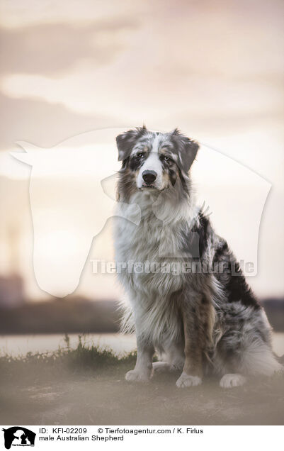 Australian Shepherd Rde / male Australian Shepherd / KFI-02209