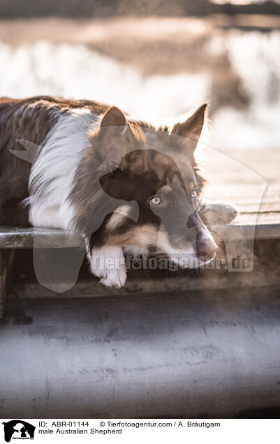 Australian Shepherd Rde / male Australian Shepherd / ABR-01144