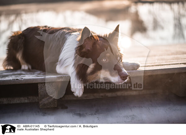 Australian Shepherd Rde / male Australian Shepherd / ABR-01145