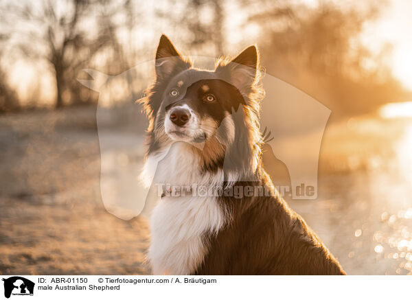 Australian Shepherd Rde / male Australian Shepherd / ABR-01150