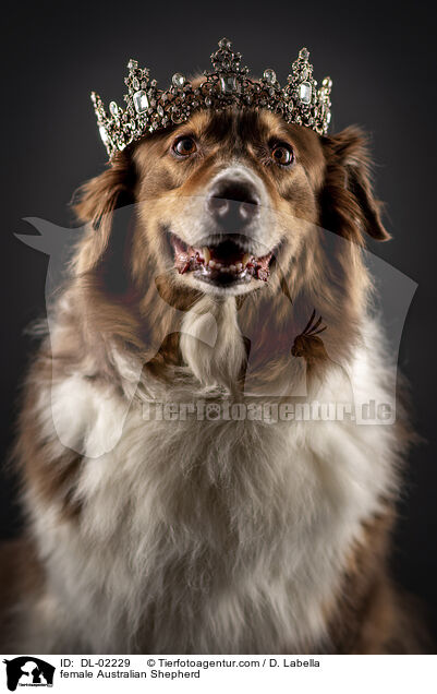 Australian Shepherd Hndin / female Australian Shepherd / DL-02229