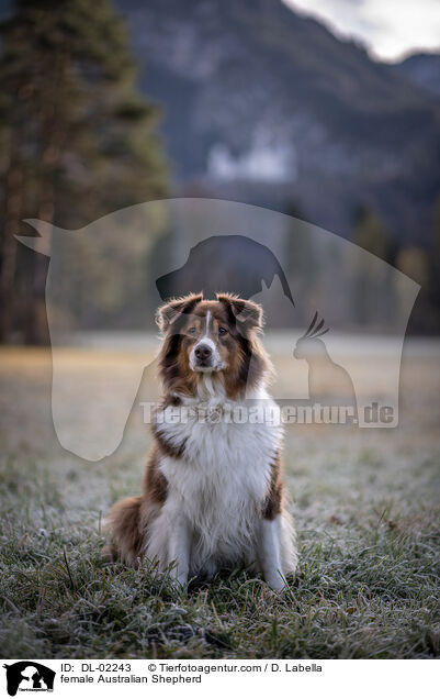 Australian Shepherd Hndin / female Australian Shepherd / DL-02243