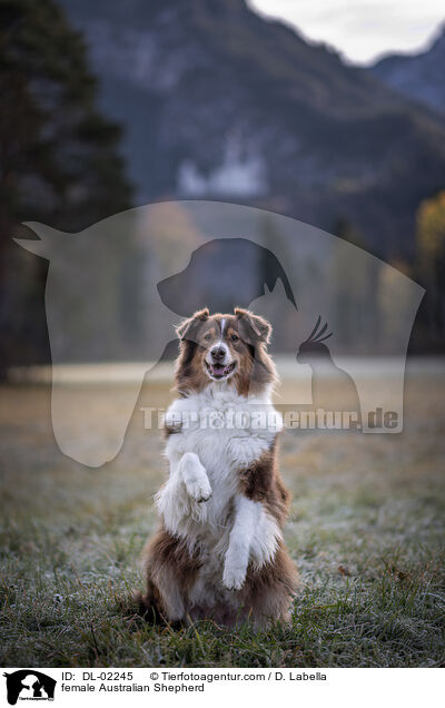 Australian Shepherd Hndin / female Australian Shepherd / DL-02245