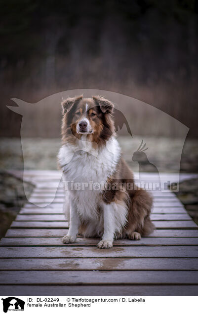 Australian Shepherd Hndin / female Australian Shepherd / DL-02249