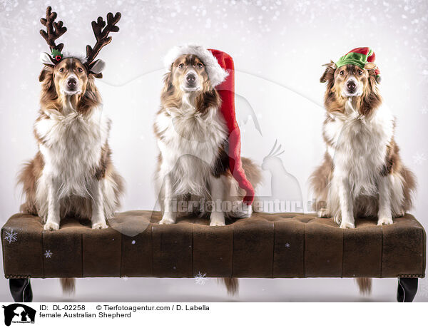 Australian Shepherd Hndin / female Australian Shepherd / DL-02258