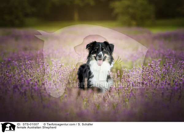 Australian Shepherd Hndin / female Australian Shepherd / STS-01007
