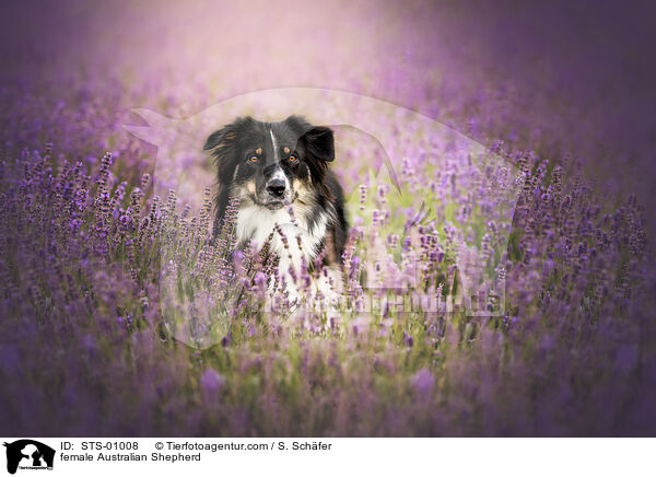 Australian Shepherd Hndin / female Australian Shepherd / STS-01008
