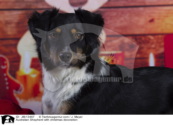 Australian Shepherd mit Weihnachtsdeko / Australian Shepherd with christmas decoration / JM-13467