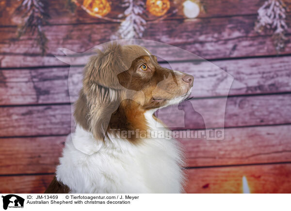 Australian Shepherd mit Weihnachtsdeko / Australian Shepherd with christmas decoration / JM-13469
