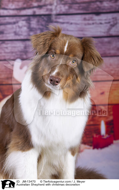 Australian Shepherd mit Weihnachtsdeko / Australian Shepherd with christmas decoration / JM-13470