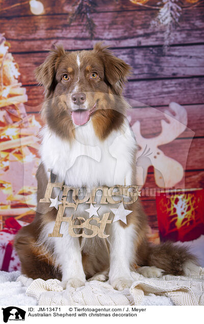 Australian Shepherd mit Weihnachtsdeko / Australian Shepherd with christmas decoration / JM-13471