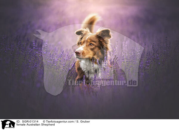 Australian Shepherd Hndin / female Australian Shepherd / SGR-01314