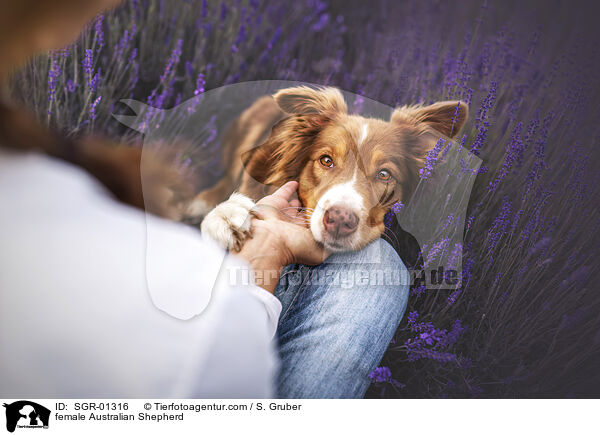 Australian Shepherd Hndin / female Australian Shepherd / SGR-01316