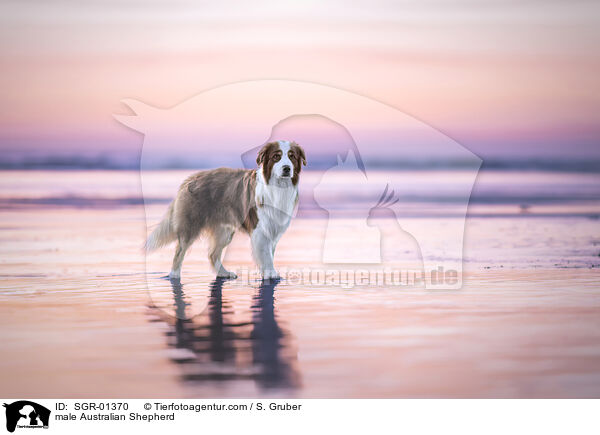 Australian Shepherd R�de / male Australian Shepherd / SGR-01370