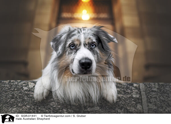 Australian Shepherd Rde / male Australian Shepherd / SGR-01441