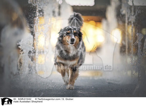 Australian Shepherd Rde / male Australian Shepherd / SGR-01442