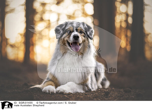 Australian Shepherd Rde / male Australian Shepherd / SGR-01455