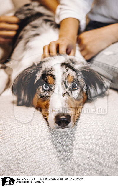 Australian Shepherd / Australian Shepherd / LR-01158