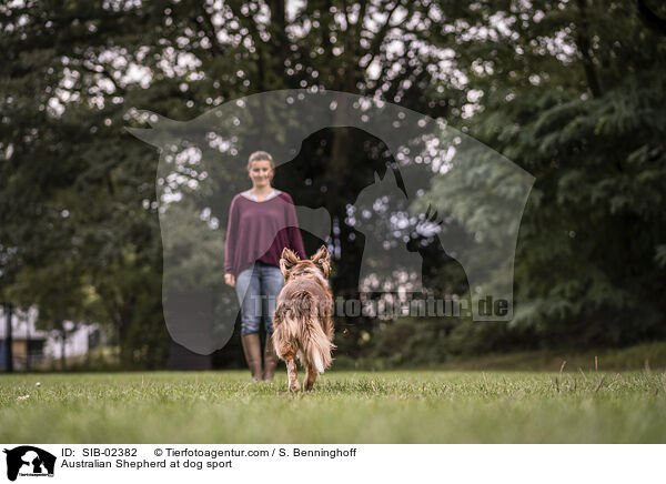 Australian Shepherd beim Hundesport / Australian Shepherd at dog sport / SIB-02382