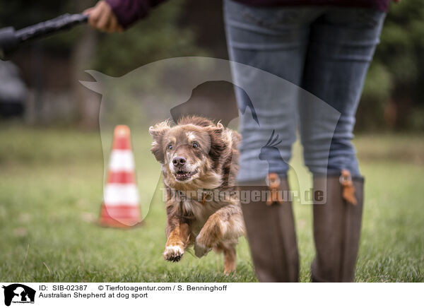 Australian Shepherd beim Hundesport / Australian Shepherd at dog sport / SIB-02387