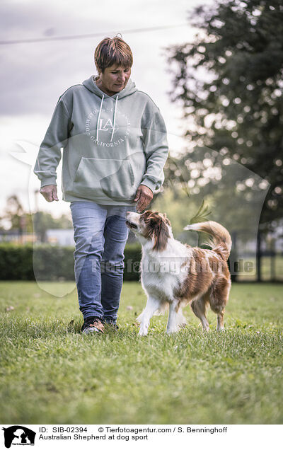 Australian Shepherd beim Hundesport / Australian Shepherd at dog sport / SIB-02394