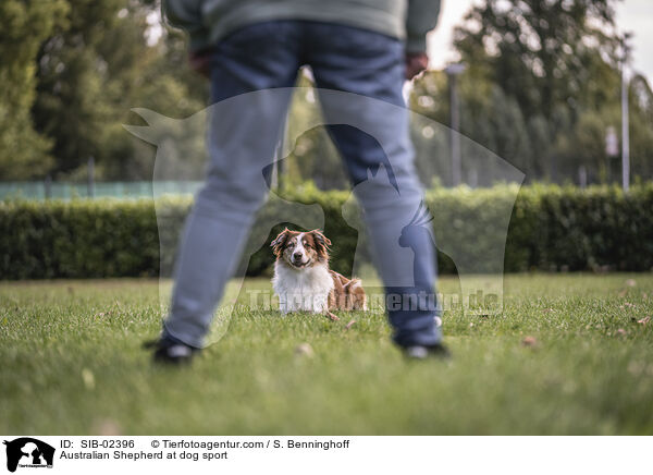 Australian Shepherd beim Hundesport / Australian Shepherd at dog sport / SIB-02396