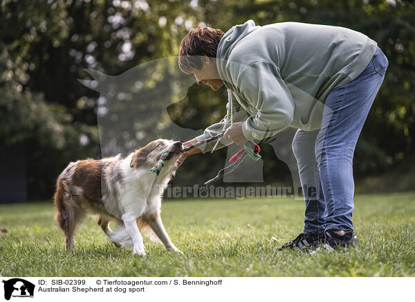 Australian Shepherd beim Hundesport / Australian Shepherd at dog sport / SIB-02399